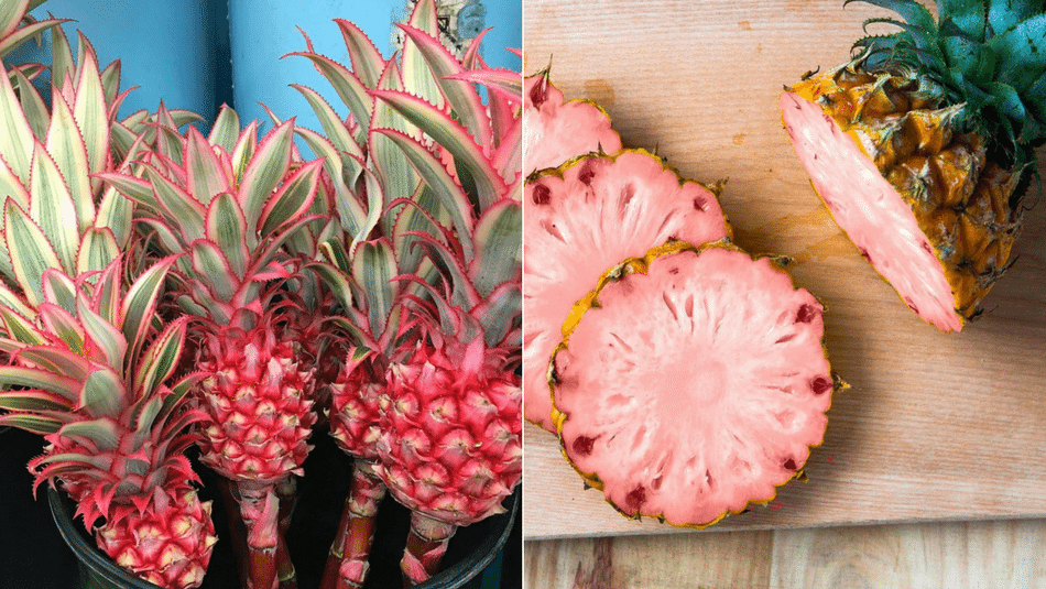 pink-pineapples