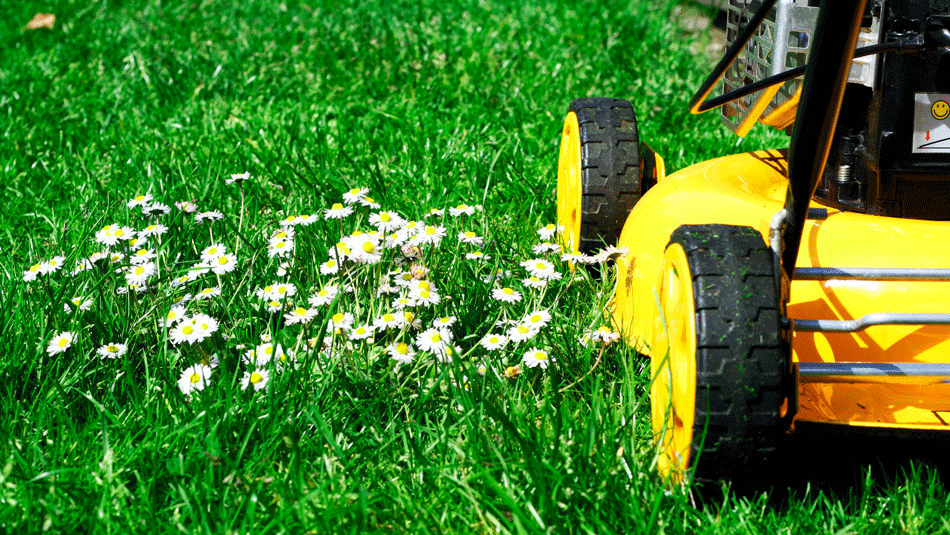 mow-the-lawn