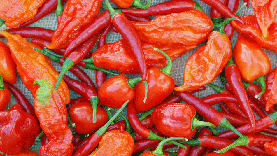 worlds-hottest-peppers