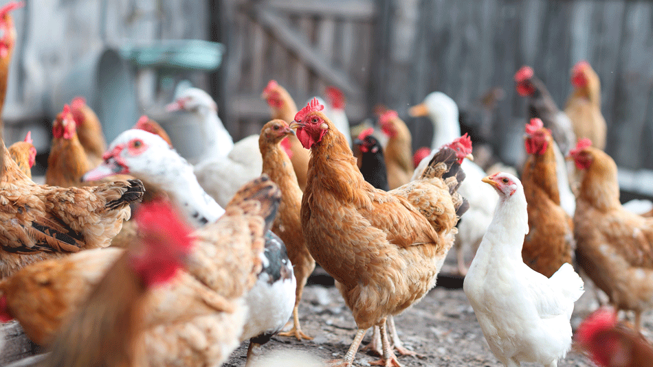 mcdonalds-humane-chickens