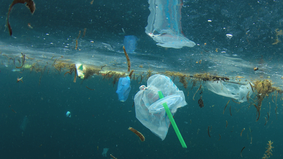 Starbucks plastic lids, plastic-straw-pollution-sustainability