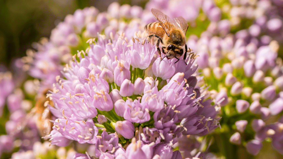 honey-bees-pesticides