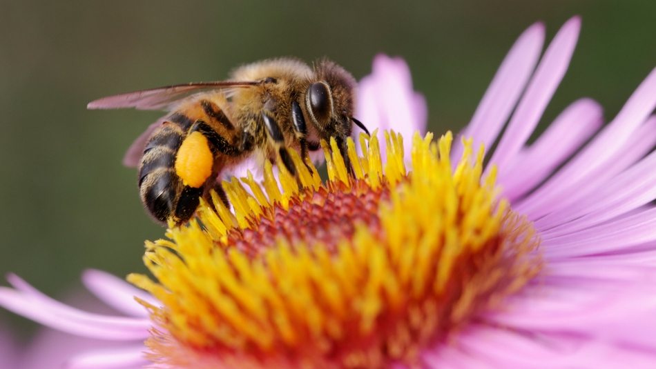 bee harming pesticides