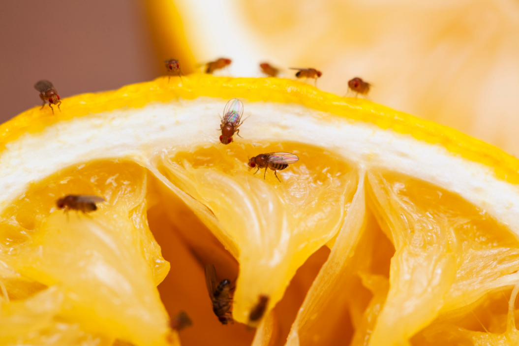 fruit flies on an orange