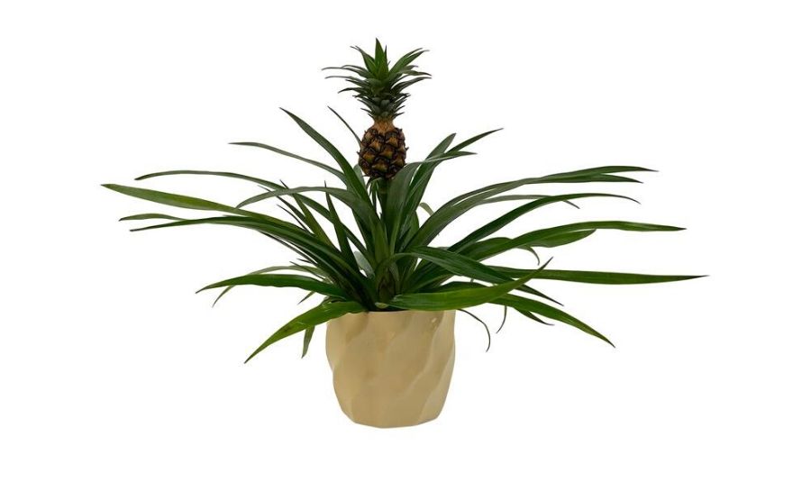 pineapple plant FI
