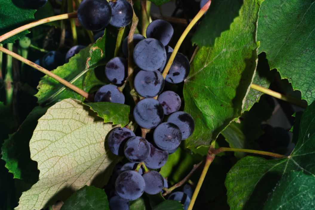 mustang grapes