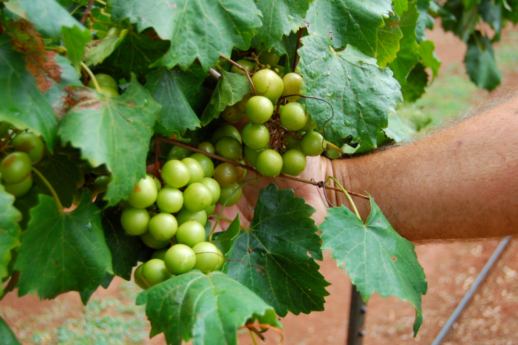scuppernong grapes