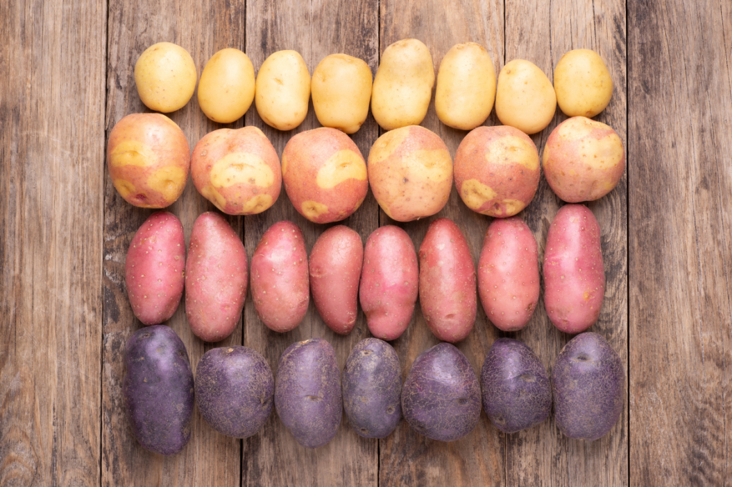 different potato varieties