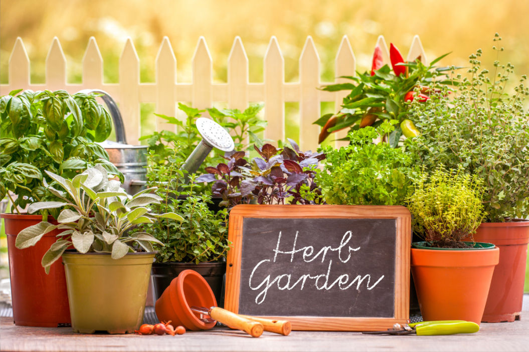 what-herbs-can-be-planted=together