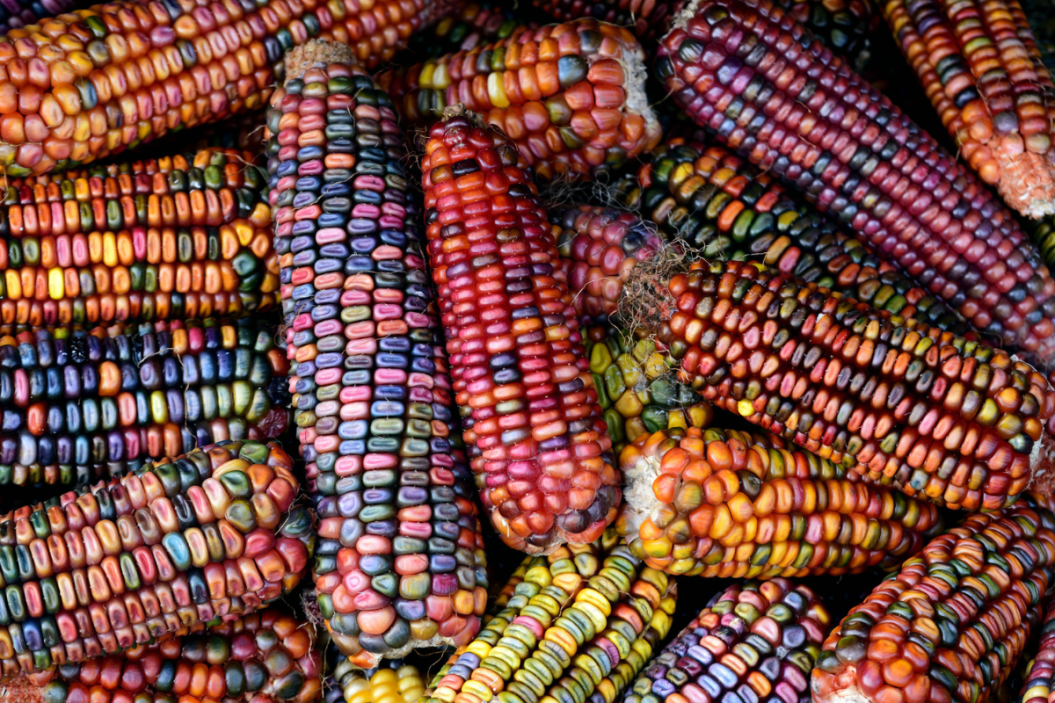 rainbow corn