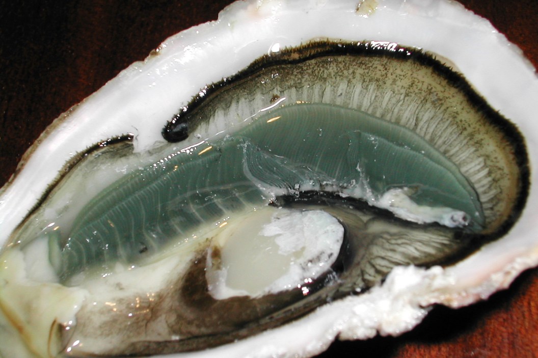 green gill oysters