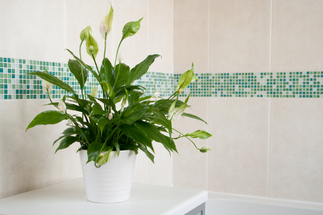 Peace Lily plant in bathroom