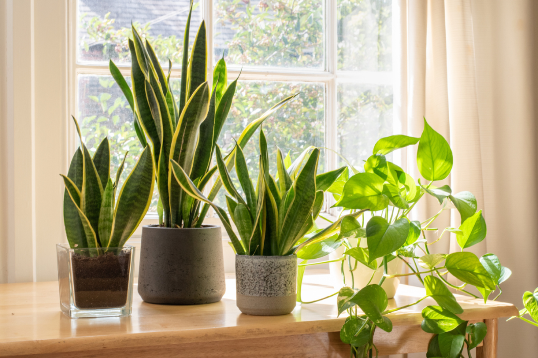 snake plants in front of a window