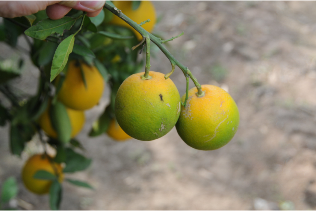 citrus fruits with citrus greening disease