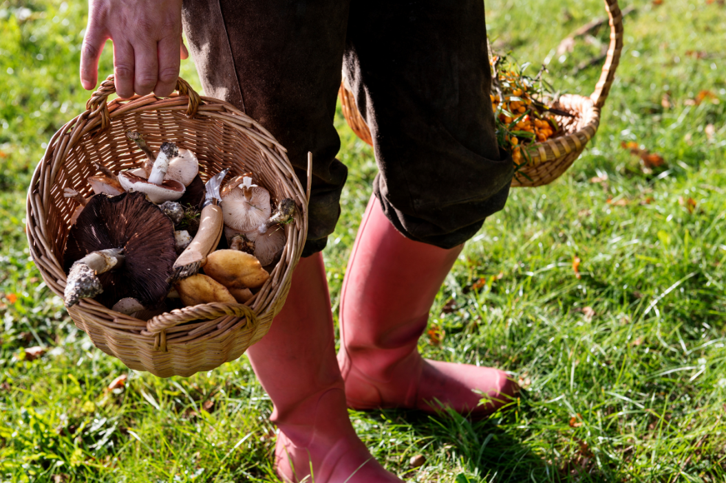 foraging tools used to gather food in baskets